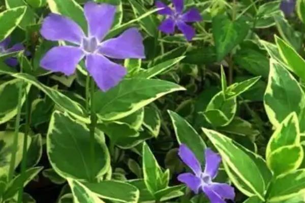 哪些室内植物耐寒耐阴且四季常青,常见风车茉莉、口红吊兰等品种