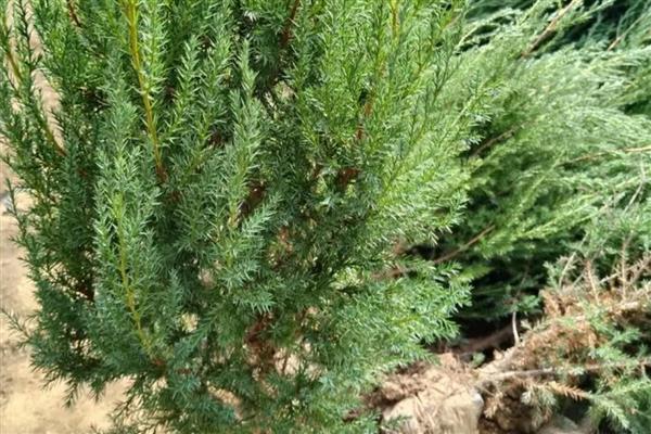 哪些室内植物耐寒耐阴且四季常青,常见风车茉莉、口红吊兰等品种