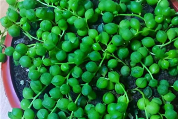 哪些室内植物耐寒耐阴且四季常青,常见风车茉莉、口红吊兰等品种