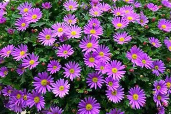 哪些室内植物耐寒耐阴且四季常青,常见风车茉莉、口红吊兰等品种