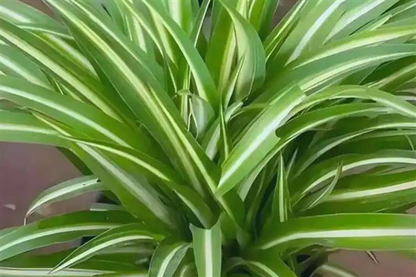 哪些室内植物耐寒耐阴且四季常青,常见风车茉莉、口红吊兰等品种