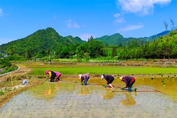 双草醚怎么使用,以兑水喷雾为主