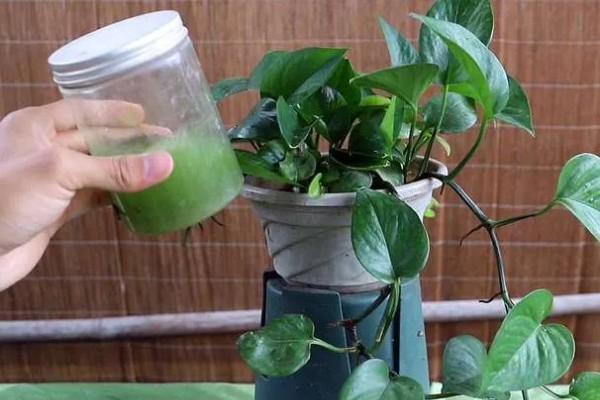 绿萝萎蔫下垂如何处理，植株缺水要马上浇透水
