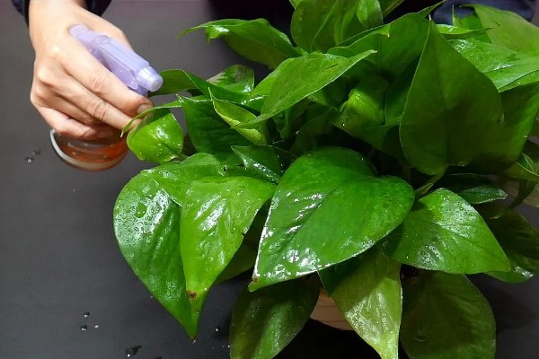 绿萝的养殖方法,夏季放在阴凉通透处