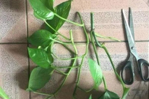 绿萝的养殖方法,夏季放在阴凉通透处