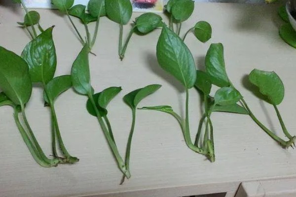 绿萝的养殖方法,夏季放在阴凉通透处