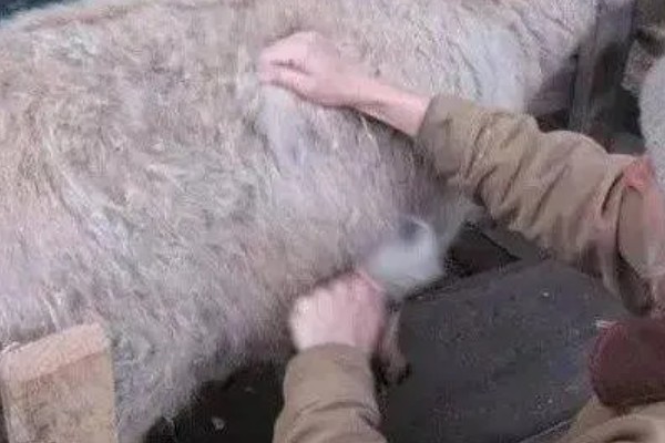 羊多胎是不是取决于公羊，母羊的多胎基因是第一要素