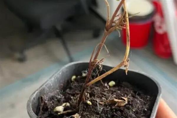 铁线莲如何换盆,成株大苗要养殖2年才能更换