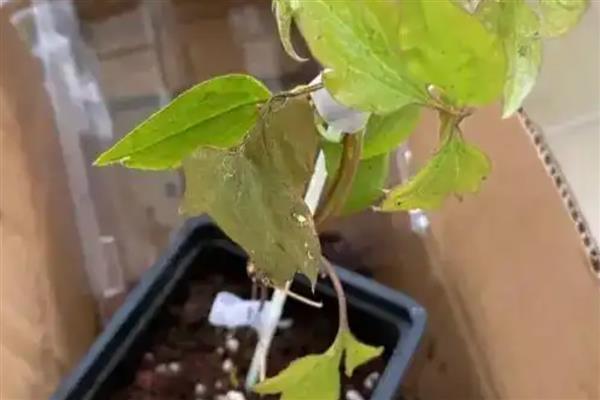 铁线莲如何换盆,成株大苗要养殖2年才能更换