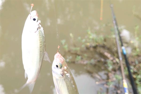 用什么饵可以快速钓到白条鱼,野战蓝鲫、疯钓鲫等商品饵效果好