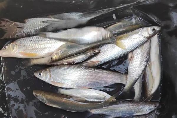 用什么饵可以快速钓到白条鱼,野战蓝鲫、疯钓鲫等商品饵效果好