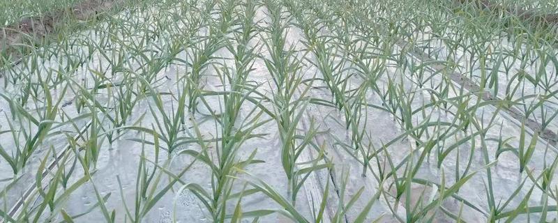 种植大蒜为什么要覆膜，能起到防虫防草、遮荫保水等作用