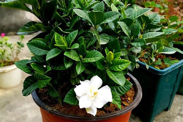 栀子花叶片蔫了怎么补救,盆土表面见干就要浇水
