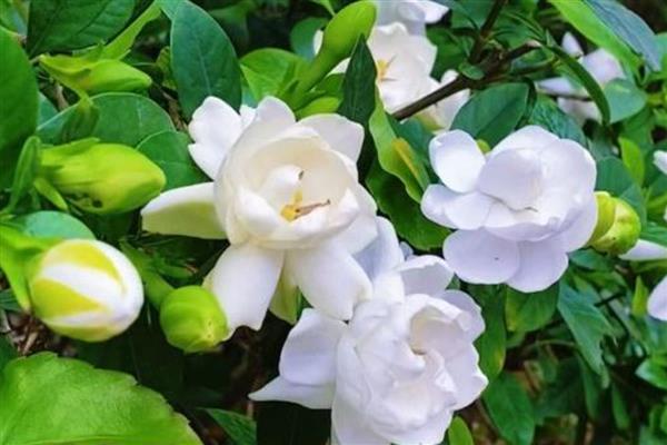 栀子花叶片蔫了怎么补救,盆土表面见干就要浇水