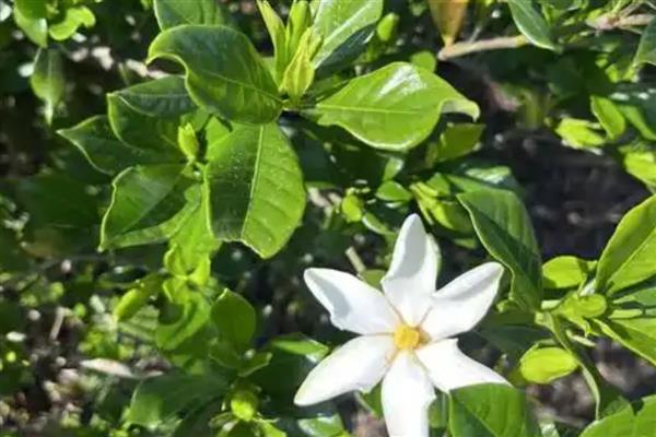 栀子花叶片蔫了怎么补救,盆土表面见干就要浇水
