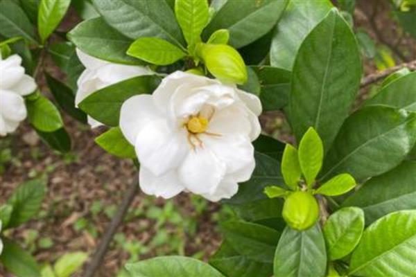 栀子花叶片蔫了怎么补救,盆土表面见干就要浇水