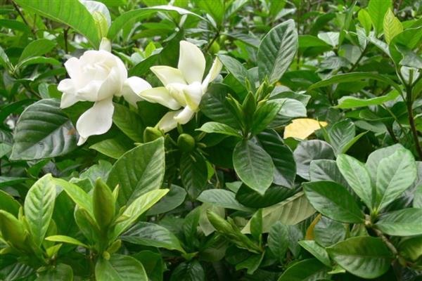栀子花叶片蔫了怎么补救,盆土表面见干就要浇水