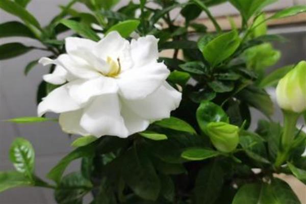 栀子花叶片蔫了怎么补救,盆土表面见干就要浇水
