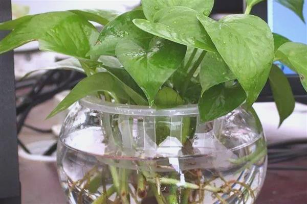 水培绿萝的方法，每隔3天换一次水