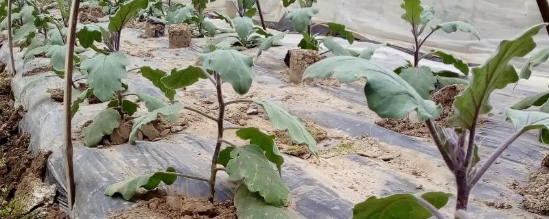 茄子如何打枝才能多结果，将门茄以下的侧枝全部打掉