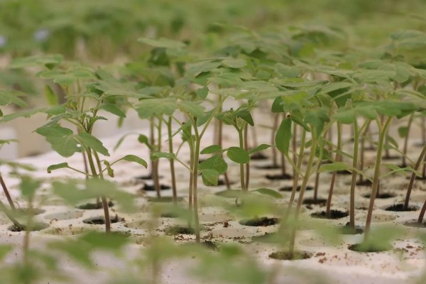 西红柿的种植方法,结果前每隔1-2周浇一次水