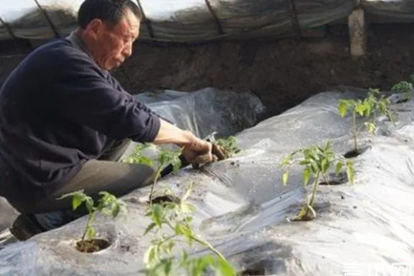 西红柿的种植方法,结果前每隔1-2周浇一次水