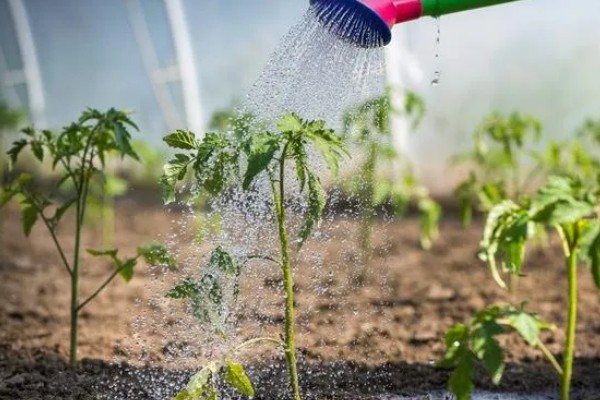 西红柿的种植方法,结果前每隔1-2周浇一次水