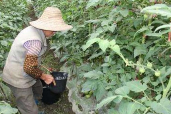 西红柿的种植方法,结果前每隔1-2周浇一次水