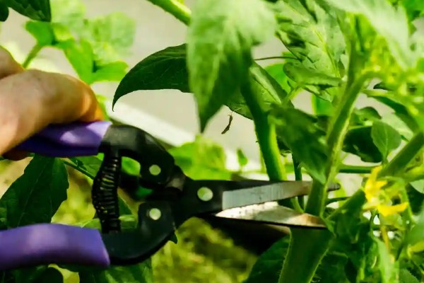 西红柿的种植方法,结果前每隔1-2周浇一次水