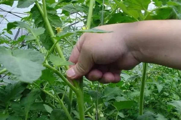 西红柿的种植方法,结果前每隔1-2周浇一次水