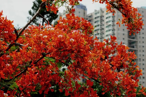凤凰花有什么花语，代表思念、离别等含义