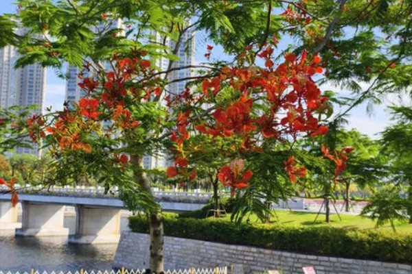 凤凰花有什么花语，代表思念、离别等含义