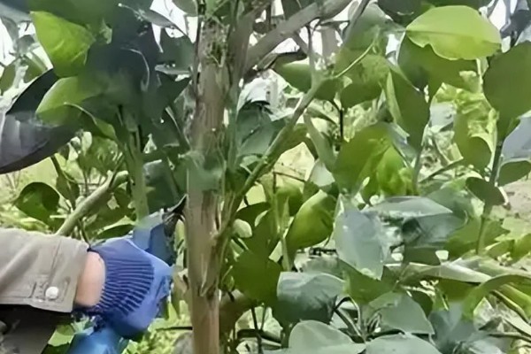 柚子零下8度会被冻坏吗,低于-3℃时会遭受冻害