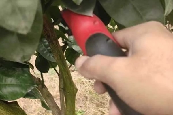 柚子零下8度会被冻坏吗,低于-3℃时会遭受冻害