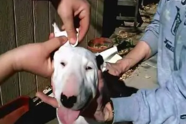 狗狗如何缠胶布立耳，用纸胶竖着贴满耳朵内侧