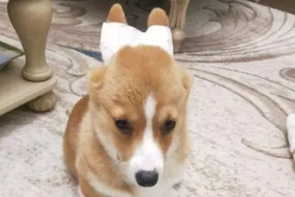 狗狗如何缠胶布立耳，用纸胶竖着贴满耳朵内侧