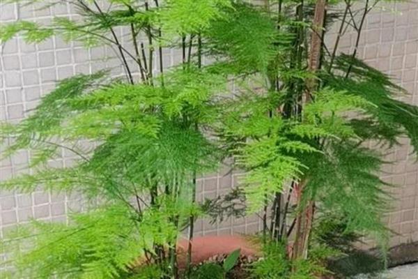 文竹叶子发黄如何处理,将发黄严重的叶子剪除