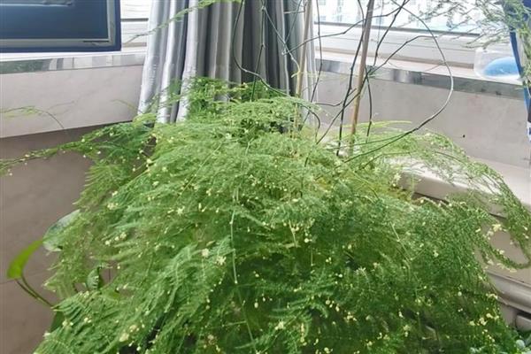 文竹叶子发黄如何处理,将发黄严重的叶子剪除