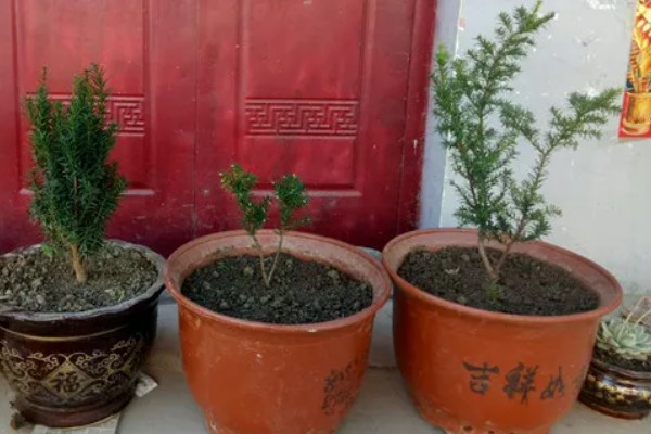 红豆杉怎么养殖,春季每隔2-3天浇一次水