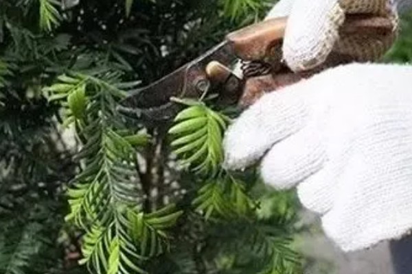 红豆杉怎么养殖,春季每隔2-3天浇一次水