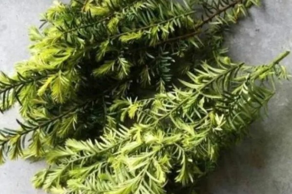 红豆杉怎么养殖,春季每隔2-3天浇一次水