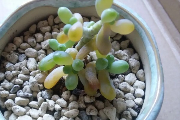 乙女心叶片发黑的原因,受冻、过度浇水都是常见因素