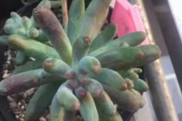 乙女心叶片发黑的原因,受冻、过度浇水都是常见因素
