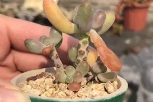 乙女心叶片发黑的原因,受冻、过度浇水都是常见因素