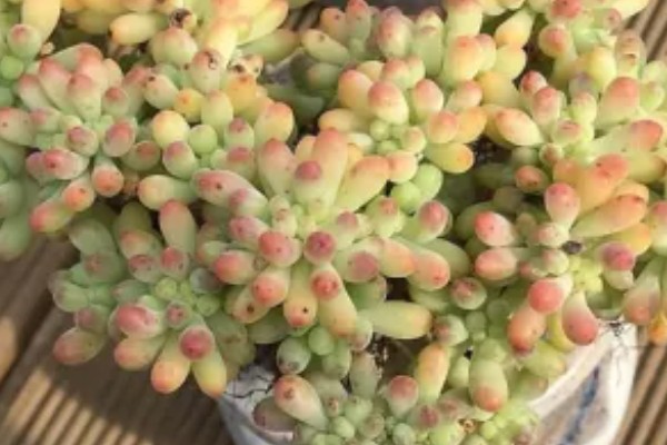 乙女心叶片发黑的原因,受冻、过度浇水都是常见因素