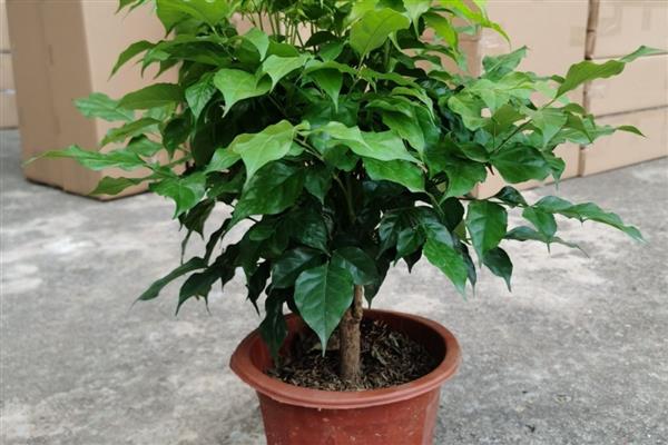 让幸福树更茂盛的方法,生长盛期每个月追肥一次