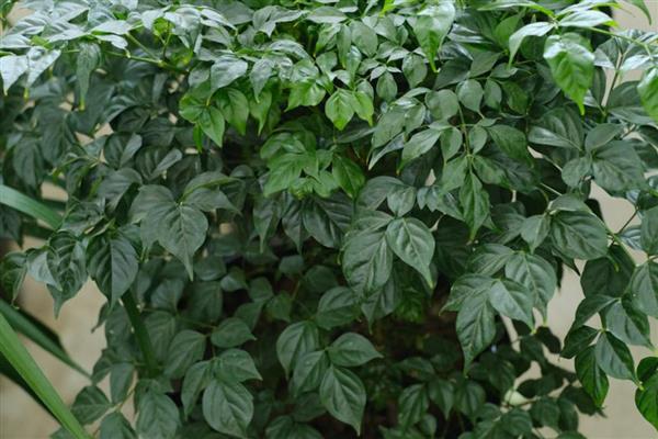 让幸福树更茂盛的方法,生长盛期每个月追肥一次
