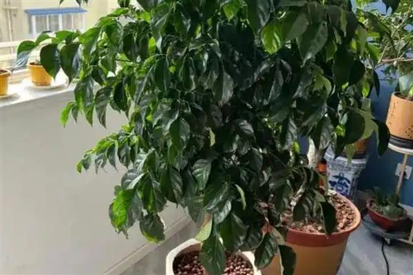 让幸福树更茂盛的方法,生长盛期每个月追肥一次