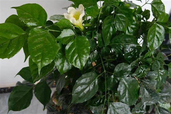 让幸福树更茂盛的方法,生长盛期每个月追肥一次