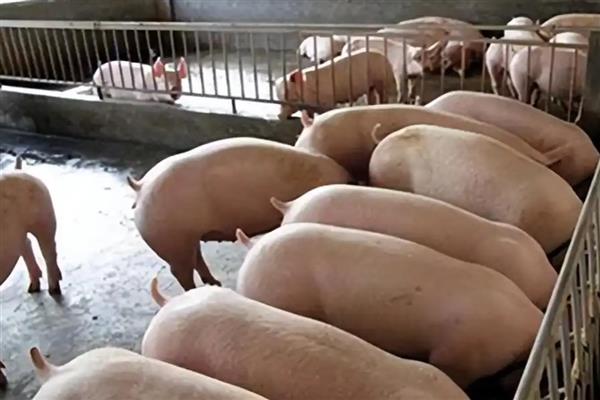 猪的体脂率,家猪一般是15%左右